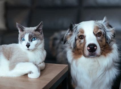 affordable pet care homepage 