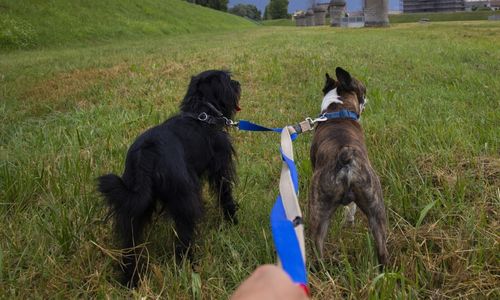 dog walks services page